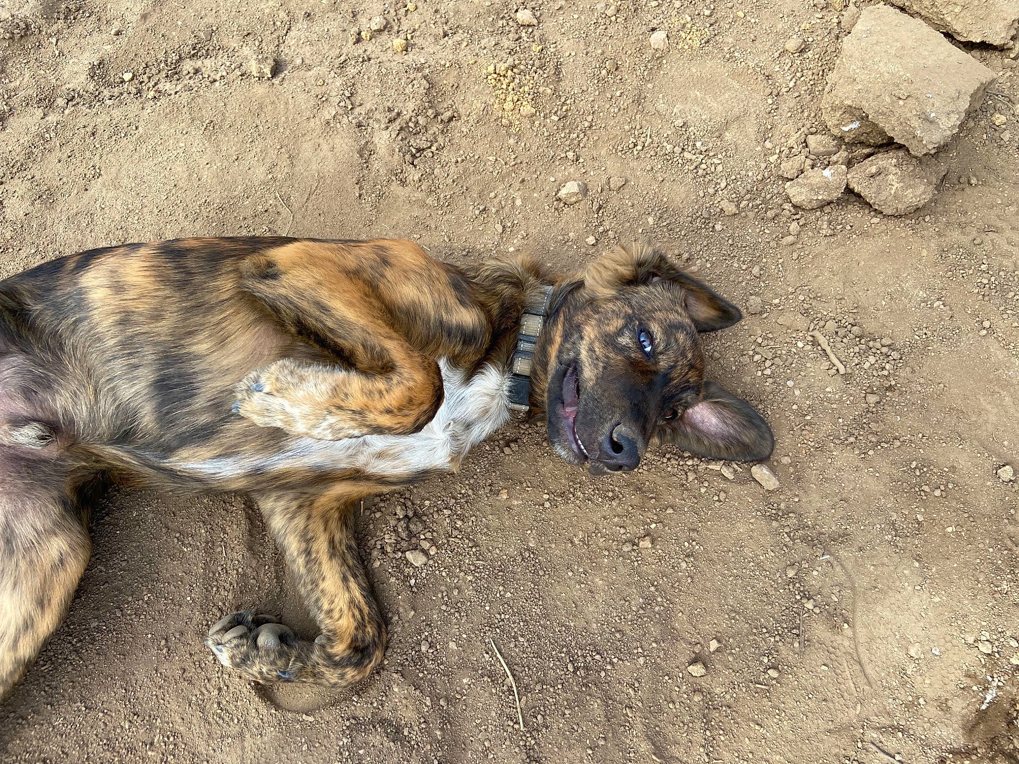 Simba a rejoint le concours — aidez-le/la à gagner de superbes lots ! canidae, carnivore, claw, dog, dog_breed, fawn, fur, landscape, paw, snout, soil, sporting_group, street_dog, terrestrial_animal, treeing_tennessee_brindle, wildlife, working_animal