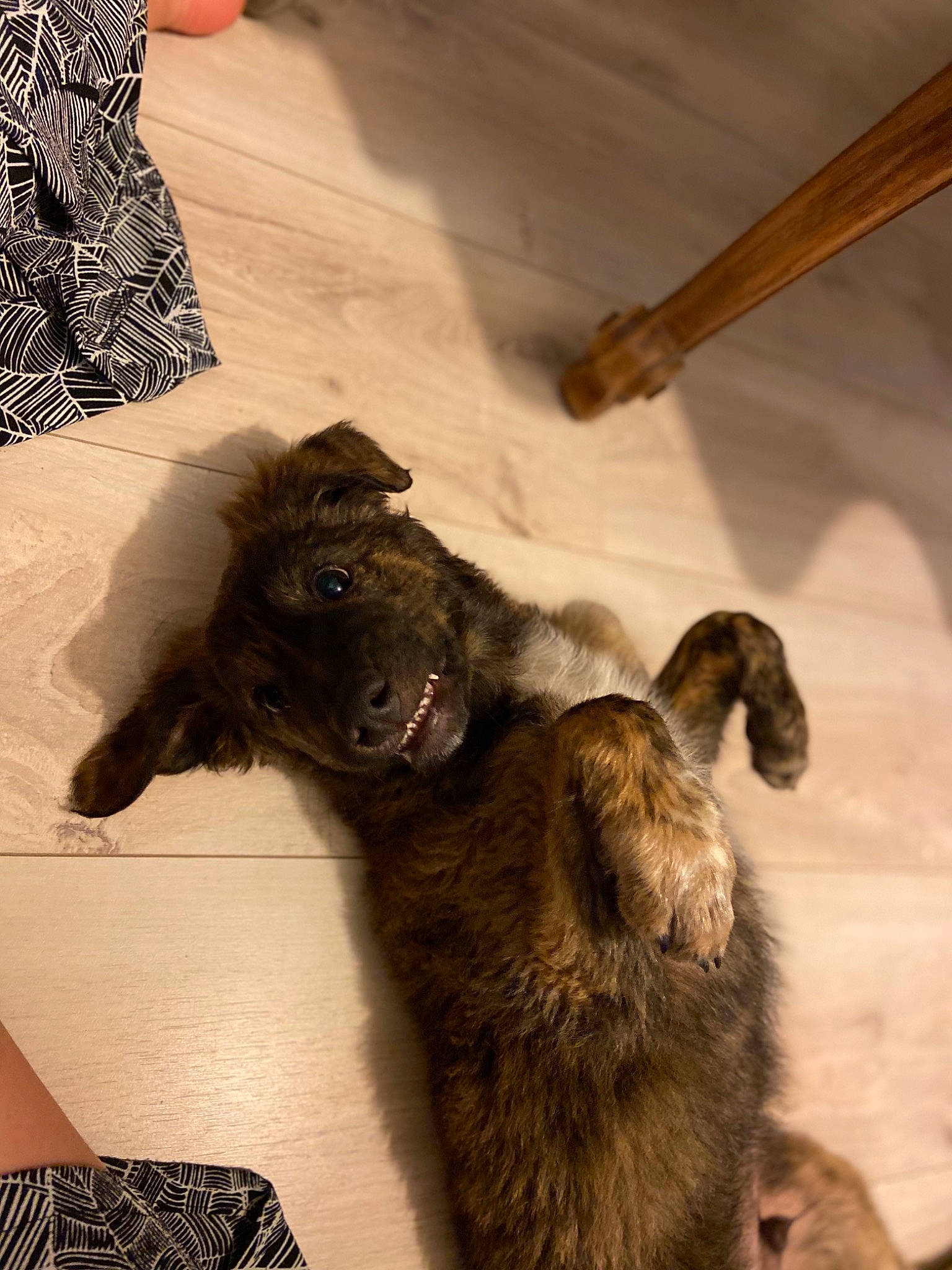 Simba a rejoint le concours — aidez-le/la à gagner de superbes lots ! canidae, carnivore, cat, claw, companion_dog, dog_breed, domestic_short_haired_cat, fawn, felidae, fur, liver, mammal, mustelidae, paw, small_to_medium_sized_cats, sporting_group, tail, terrestrial_animal, whiskers, wood