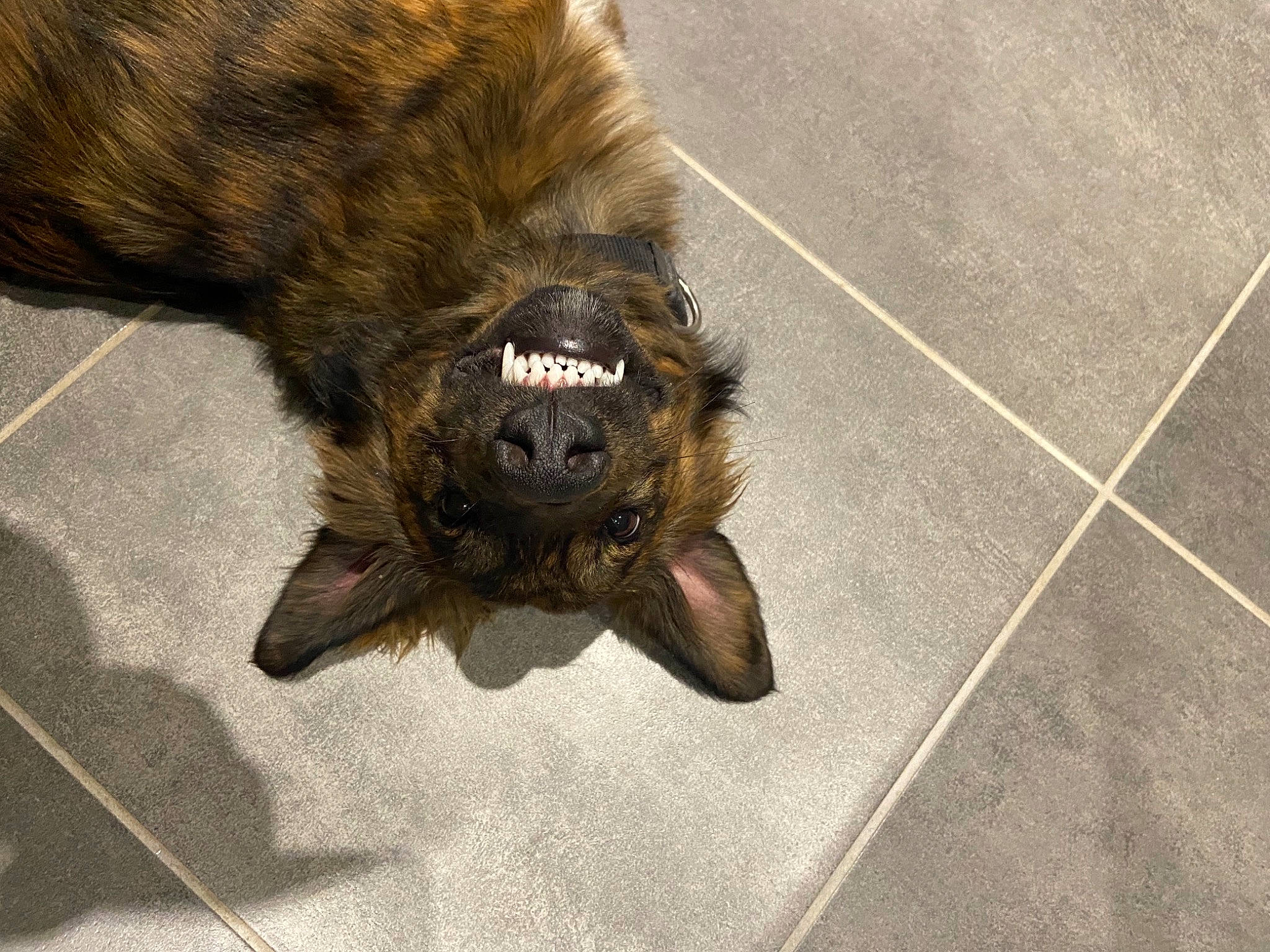 Simba participe au concours pour gagner de l'argent avec cette photo : carnivore, claw, companion_dog, dog, dog_breed, fawn, felidae, flooring, foot, fur, human_leg, liver, paw, small_to_medium_sized_cats, snout, sporting_group, tail, terrestrial_animal, wood, working_animal