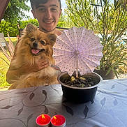 Bella a rejoint le concours — aidez-le/la à gagner de superbes lots ! person, smiling_person, dog, pomeranian, pet, outdoor, garden, table, paper_umbrella, potted_plant, plant, candles, dessert_bowl, happy, portrait, sunlight, chair, summer, tongue_out, backyard