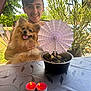 person, smiling_person, dog, pomeranian, pet, outdoor, garden, table, paper_umbrella, potted_plant, plant, candles, dessert_bowl, happy, portrait, sunlight, chair, summer, tongue_out, backyard