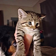 Sergeant joined the competition — help win amazing prizes! animal, background, blur, cat, closeup, companion, curious, cute, dog, domestic, face, fur, hand, holding, indoor, kitten, mammal, pet, room, striped