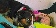 Gizmo Michael is registered to the contest to win money with this photo: affection, animal, black_and_brown_dog, blanket, casual, close_up, comfort, companion, couch, dog, home, human, indoor, leisure, person, pet, relaxing, remote_control, resting, yellow_shirt