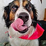 animal, bandana, canine, close_up, cute, dog, domestic, expression, friendly, fur, indoor, licking, muzzle, nose, pet, playful, portrait, tongue, tricolor, whiskers