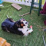 animal, backyard, black, brown, casual, dog, fence, fur, grass, looking_up, outdoor, paw, pet, playing, relaxed, stick, stool, toy, white, wood