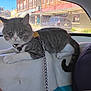 Rocketship joined the competition — help win amazing prizes! animal, buildings, car_seat, cat, closeup, collar, daylight, domestic_animal, feline, gray_cat, indoor, leash, leisure, parked_car, pet, relaxed, street, vehicle_interior, white_cat, window