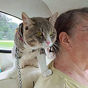 Rocketship is registered to the contest to win money with this photo: animal, car_interior, cat, closeup, domestic_animal, ear, feline, fur, harness, human, indoor, leash, person, pet, seat, side_profile, tabby_cat, travel, whiskers, window