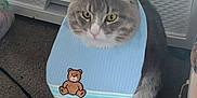 Rocketship joined the competition — help win amazing prizes! animal, bib, carpet, cat, curious, cute, domestic, ears, feline, floor, fur, gray_cat, household, indoor, pet, sitting, teddy_bear_patch, toy_fish, whiskers, white_paws