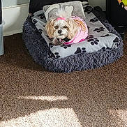 London is registered to the contest to win money with this photo: animal, blanket, carpet, comfort, cozy, cute, dog, dog_bed, fur, furniture, hair_tie, home, indoor, paw_print, pet, pink_sweater, relaxing, resting, small_dog, sunlight