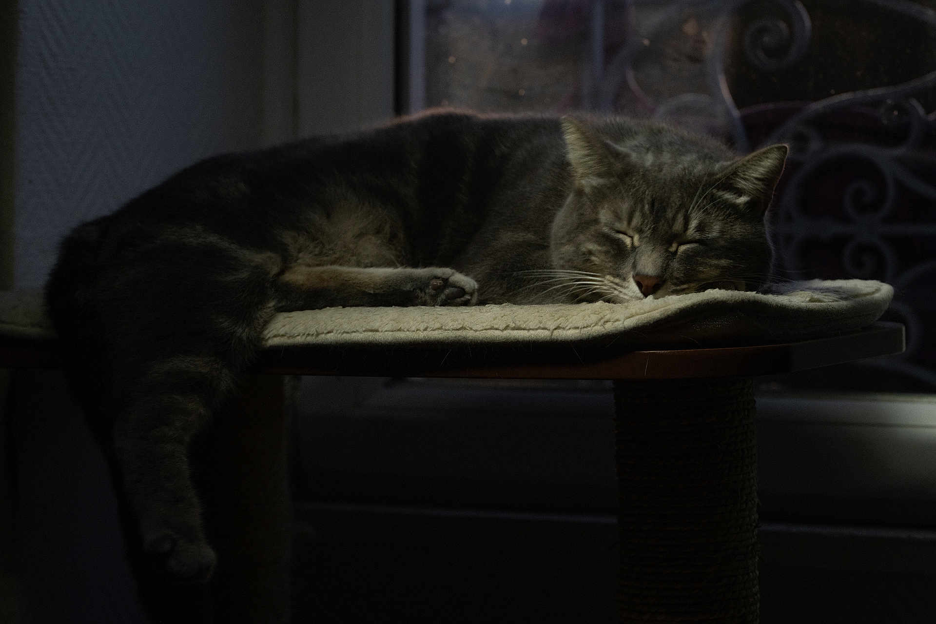 Goji a rejoint le concours — aidez-le/la à gagner de superbes lots ! cat, sleeping, tabby, pet, indoor, window, cat_tree, mat, resting, feline, cozy, domestic_animal, quiet, peaceful, animal, paw, fur, whiskers, face, home