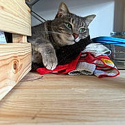 Goji participe au concours pour gagner de l'argent avec cette photo : cat, gray_cat, tabby, green_eyes, paw, wooden_shelf, colorful_cloths, indoor, resting, pet, feline, close_up, fur, whiskers, relaxed, contemplative, household, domestic_animal, cute, cozy