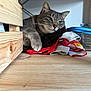 cat, gray_cat, tabby, green_eyes, paw, wooden_shelf, colorful_cloths, indoor, resting, pet, feline, close_up, fur, whiskers, relaxed, contemplative, household, domestic_animal, cute, cozy
