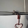 Goji participe au concours pour gagner de l'argent avec cette photo : cat, peeking, cabinet, door, heart_shaped_hook, curious, green_eye, indoor, furniture, hiding, pet, animal, gray_cat, closeup, home, metal_hook, cute, playful, quiet, sneaky