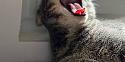 Goji participe au concours pour gagner de l'argent avec cette photo : cat, tabby, yawning, mouth_open, teeth, tongue, fur, whiskers, window, mat, indoor, pet, animal, sleepy, closeup, resting, feline, cozy, daylight, relaxed