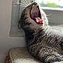 cat, tabby, yawning, mouth_open, teeth, tongue, fur, whiskers, window, mat, indoor, pet, animal, sleepy, closeup, resting, feline, cozy, daylight, relaxed