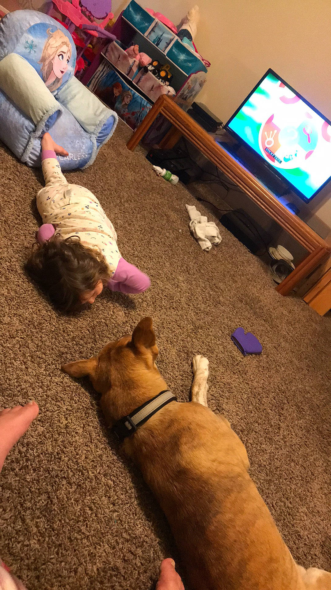 Nova-leigh is registered to the contest to win money with this photo: carnivore, comfort, companion_dog, couch, dog_breed, fawn, floor, flooring, fun, green, human, human_leg, leg, mammal, person, photograph, snapshot, snout, vertebrate, wood