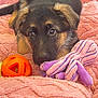 puppy, dog, german_shepherd, pet, toy, blanket, orange_ball, plush_toy, purple_toy, pink_blanket, cute, young_dog, lying_down, indoor, fur, ears, eyes, nose, soft_texture, animal