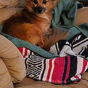 Lulu is registered to the contest to win money with this photo: animal, blanket, canine, chihuahua, cockerspaniel, couch, cushion, dog, eskimodog, face, furniture, head, homedecor, linen, papillon, person, pet, puppy, text, towel