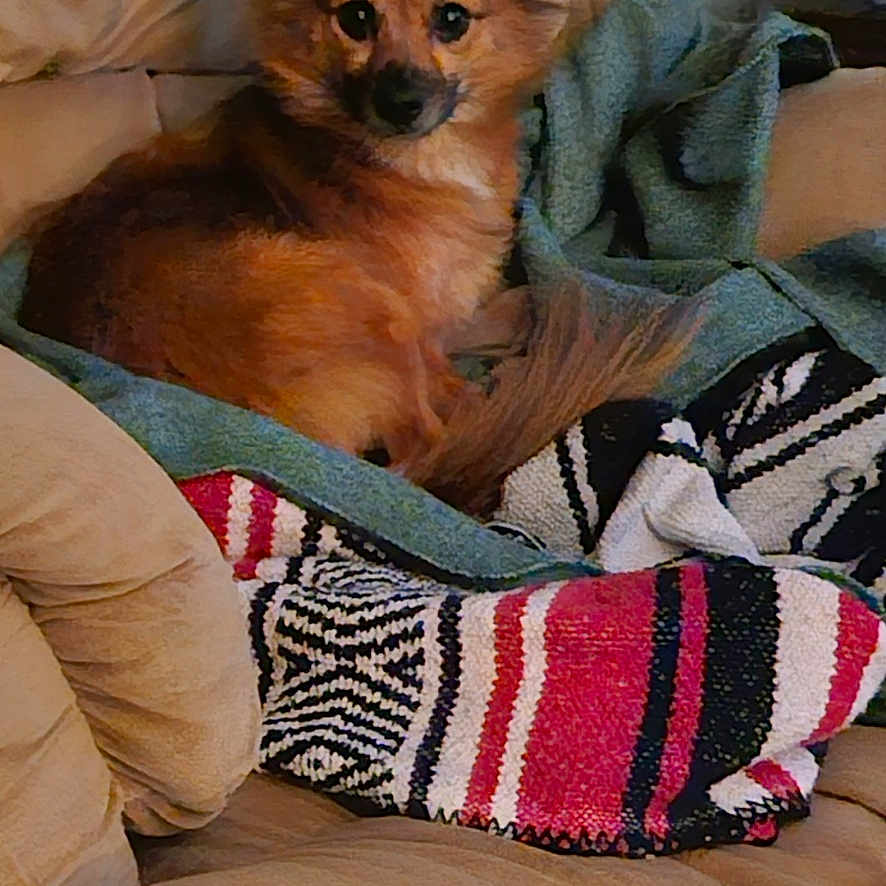 Lulu