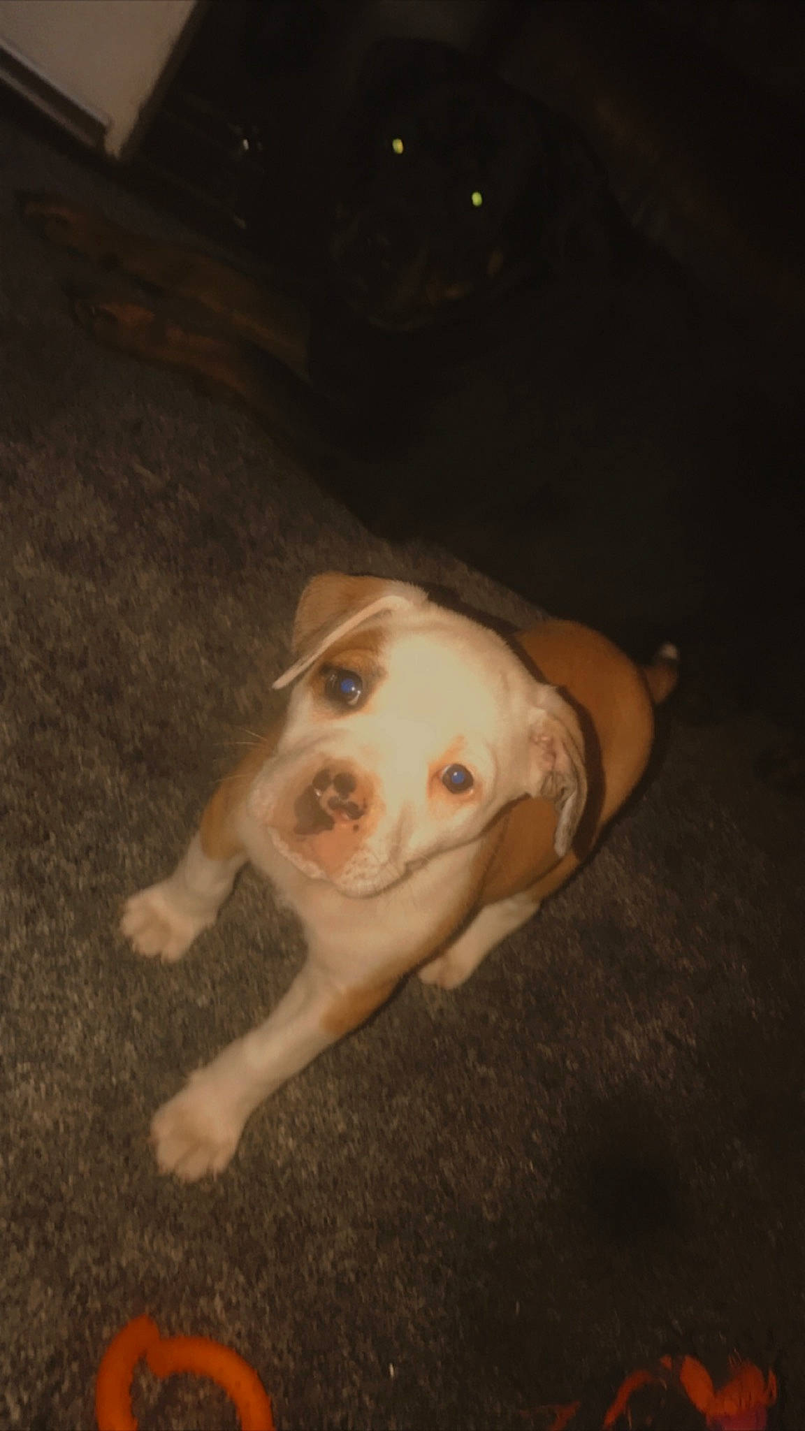 Bea joined the competition — help win amazing prizes! carnivore, companion_dog, darkness, dog, dog_breed, ear, flash_photography, night, non_sporting_group, paw, tail, whiskers, working_animal