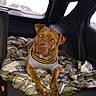 attention, backseat, blanket, brown_dog, car_interior, cozy, dog, domestic_animal, eyes, face, paws, pet, plaid, portrait, resting, seat, sweater, travel, vehicle, window