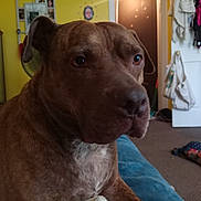 Dude is registered to the contest to win money with this photo: dog, brown_dog, pitbull, pet, indoor, home, portrait, close_up, snout, eyes, fur, muzzle, carpet, door, tote_bag, clothes_hanging, shelf, bottle, fan, shoes
