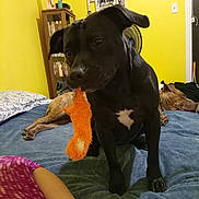 Anexmay joined the competition — help win amazing prizes! dog, black_dog, sleeping_dog, plush_toy, orange_toy, bed, blanket, bedding, yellow_wall, bedroom, shelf, fan, framed_photos, person_hand, paw, portrait, close_up, indoor, pet, furniture