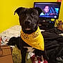 dog, black_dog, yellow_bandana, bandana, bed, blanket, purse, television, tv_screen, person_on_tv, indoor, bedroom, white_chest_patch, blanket_pattern, furniture, pillow, curtain, messy_room, portrait, pet