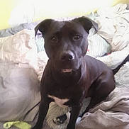 Onyxblue is registered to the contest to win money with this photo: bed, bedroom, black_dog, blanket, cozy, dog, eyes, fur, indoor, looking_at_camera, nose, paws, pet, pillow, portrait, relaxed, sitting, soft_toy, tail, white_patch