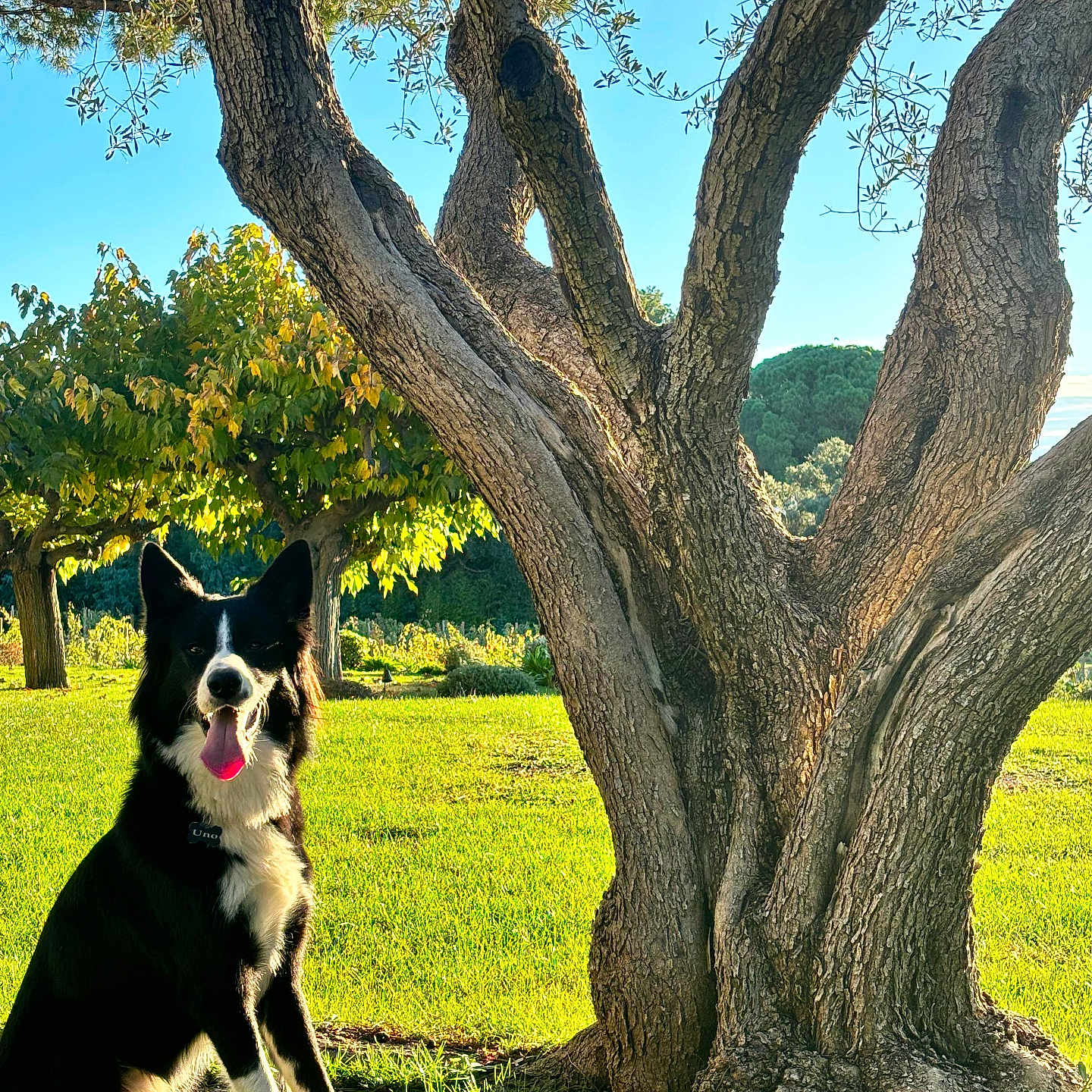 Uno a rejoint le concours — aidez-le/la à gagner de superbes lots ! animal, canine, dog, field, grass, grassland, green, grove, land, nature, oak, outdoors, park, pet, plant, rock, tree, treetrunk, vegetation, woodland