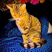 Tigger Brown is registered to the contest to win money with this photo: animal, bed, blanket, blue, cat, cozy, cute, domestic_animal, feline, fur, indoor, pet, plush_toys, resting, sitting, soft_toys, striped, tabby_cat, tail, whiskers