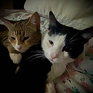 Achilles An Tigger is registered to the contest to win money with this photo: cat, cats, animal, pet, feline, snuggling, bed, floral, comfort, whiskers, ears, sleepy, close_up, domestic_animal, cute, resting, two_animals, fur, indoor, companion