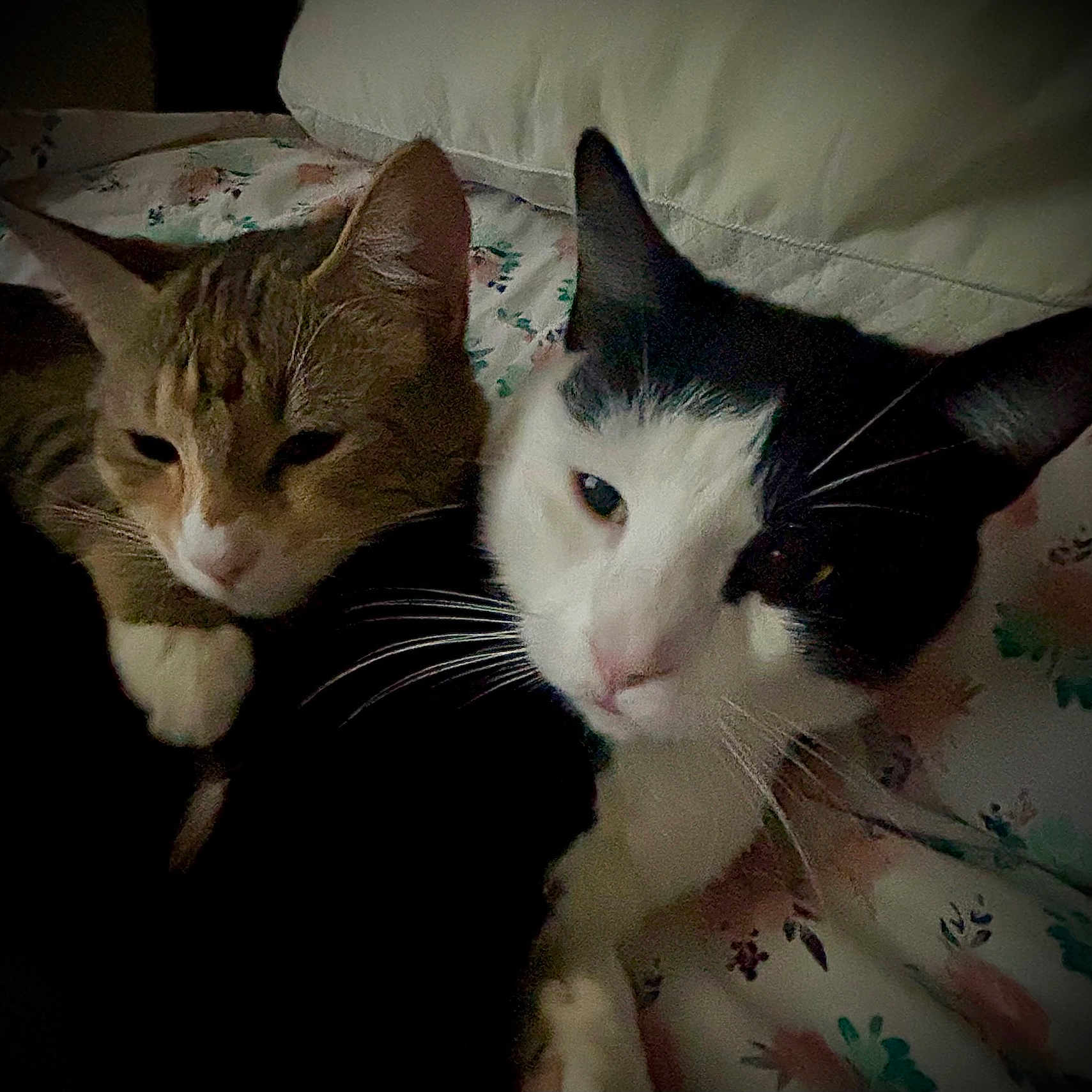 Achilles An Tigger is registered to the contest to win money with this photo: animal, bed, cat, cats, close_up, comfort, companion, cute, domestic_animal, ears, feline, floral, fur, indoor, pet, resting, sleepy, snuggling, two_animals, whiskers