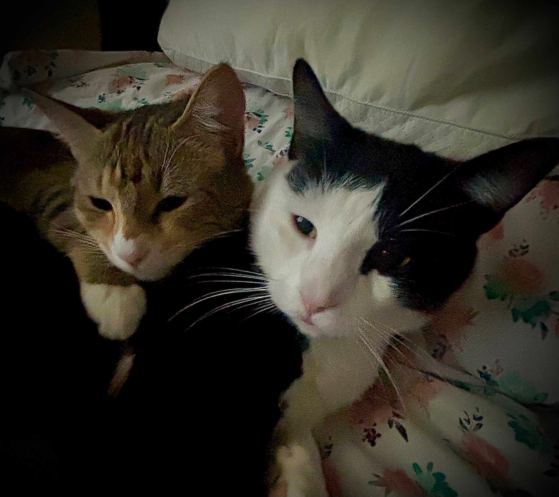 Achilles An Tigger is registered to the contest to win money with this photo: cat, cats, animal, pet, feline, snuggling, bed, floral, comfort, whiskers, ears, sleepy, close_up, domestic_animal, cute, resting, two_animals, fur, indoor, companion