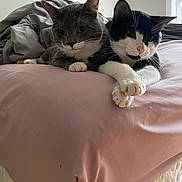 Gnomie And Tobi is registered to the contest to win money with this photo: animal, bed, black_and_white_cat, cat, cats, close_up, cozy, cute, domestic_animal, feline, fur, gray_cat, indoor, paws, pet, pink_bedspread, relaxed, resting, sleepy, whiskers
