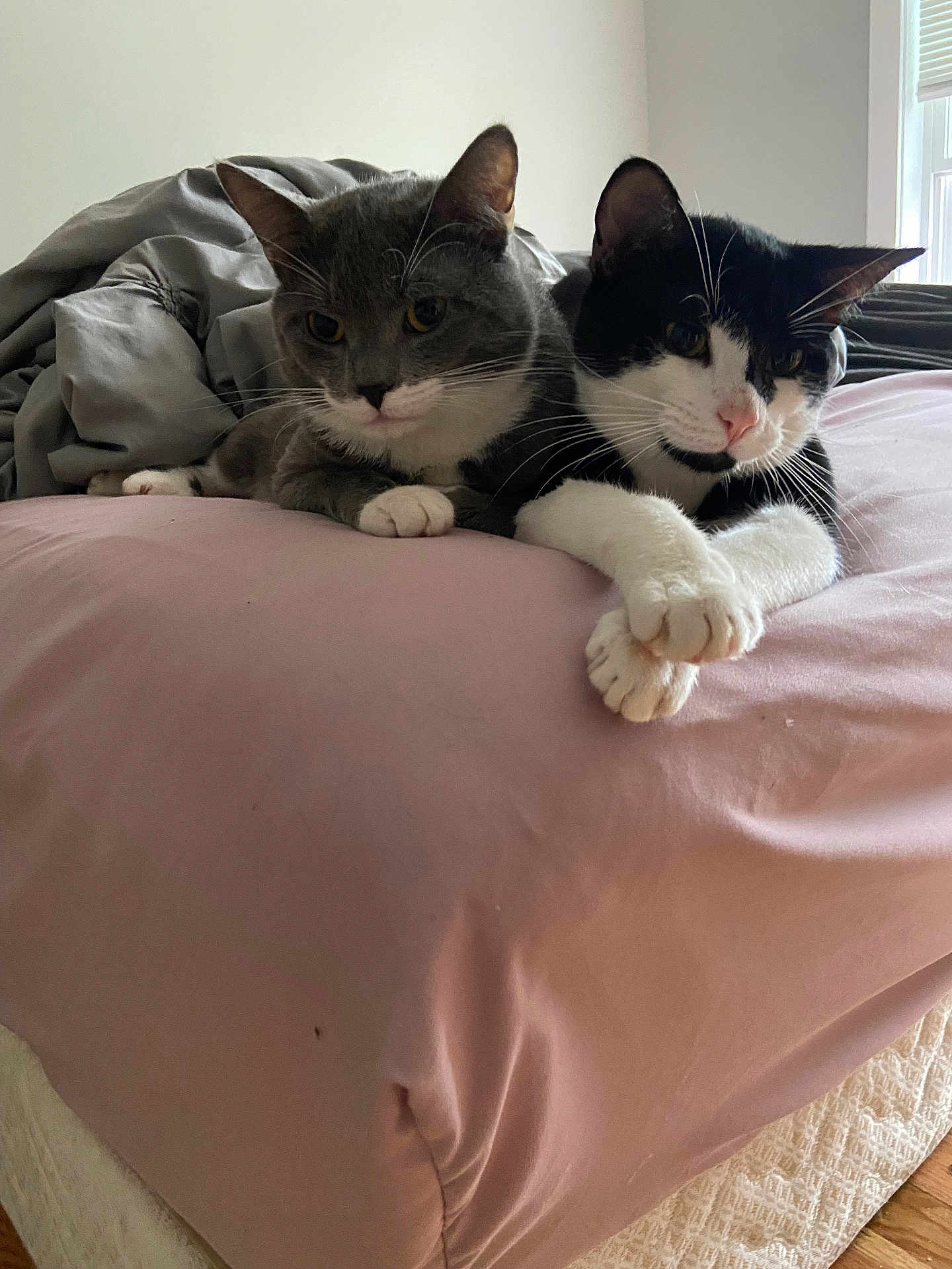 Gnomie And Tobi is registered to the contest to win money with this photo: animal, bed, black_and_white_cat, cat, cats, close_up, cozy, cute, domestic_animal, feline, fur, gray_cat, indoor, paws, pet, pink_bedspread, relaxed, resting, sleepy, whiskers