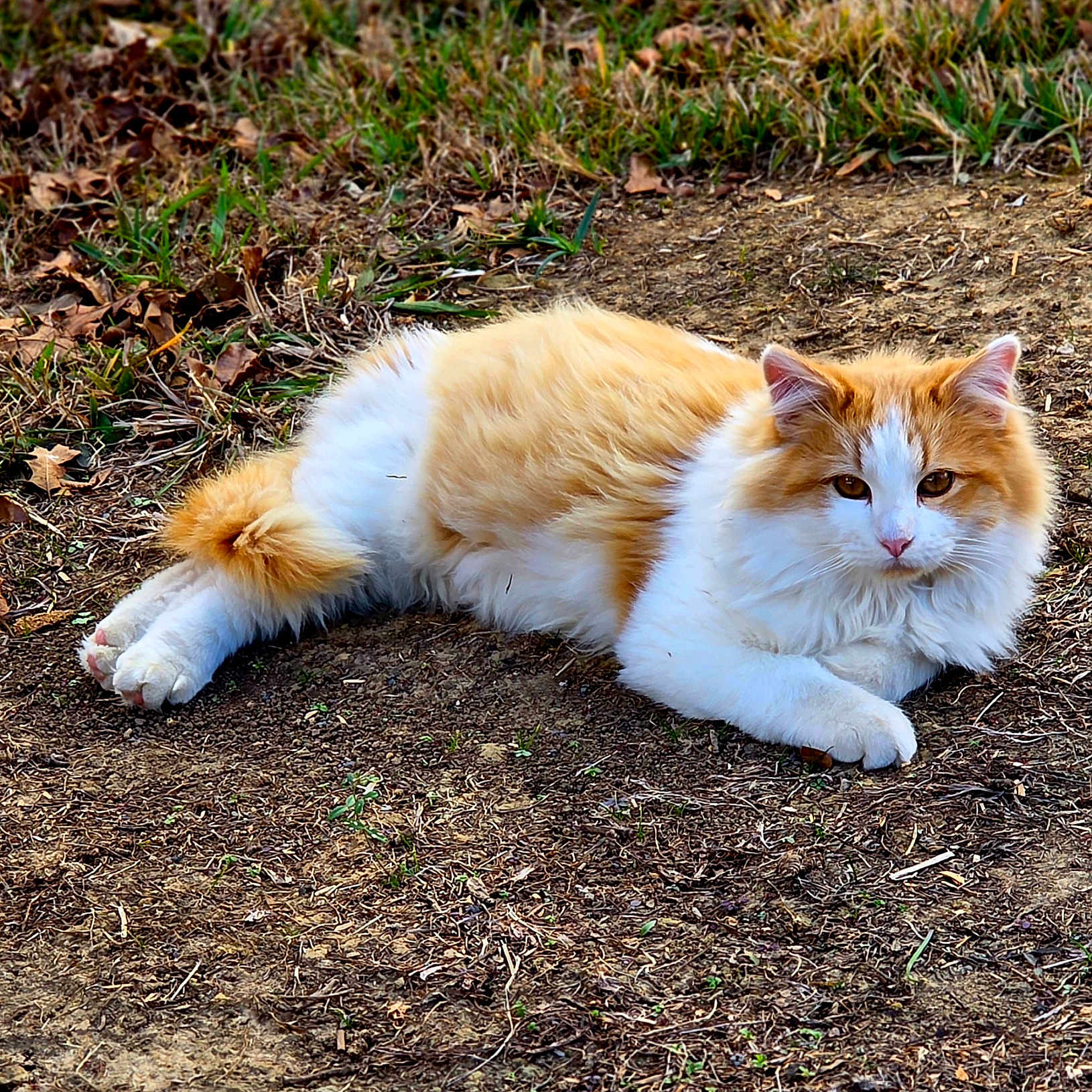 Charlie is registered to the contest to win money with this photo: animal, calm, cat, daylight, dry_soil, ears, fluffy, fur, grass, ground, leaf_litter, lying_down, mammal, nature, orange_and_white, outdoor, paws, pet, relaxed, whiskers