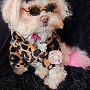 Lil Lumpia Lyn joined the competition — help win amazing prizes! accessories, animal, canine, clothing, costume, dog, face, glasses, head, person, pet, photography, plush, poodle, portrait, puppy, sunglasses, terrier, toy, whitedog