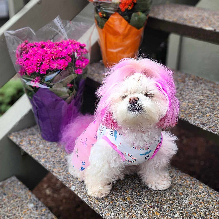 Lumpia joined the competition — help win amazing prizes! animal, colorful, cute, dog, flower_bouquet, fluffy, garden, nature, orange_wrapping, outdoor, pet, pet_clothing, pink_hair, portrait, potted_plants, purple_wrapping, small_dog, stairs, step, white_dog