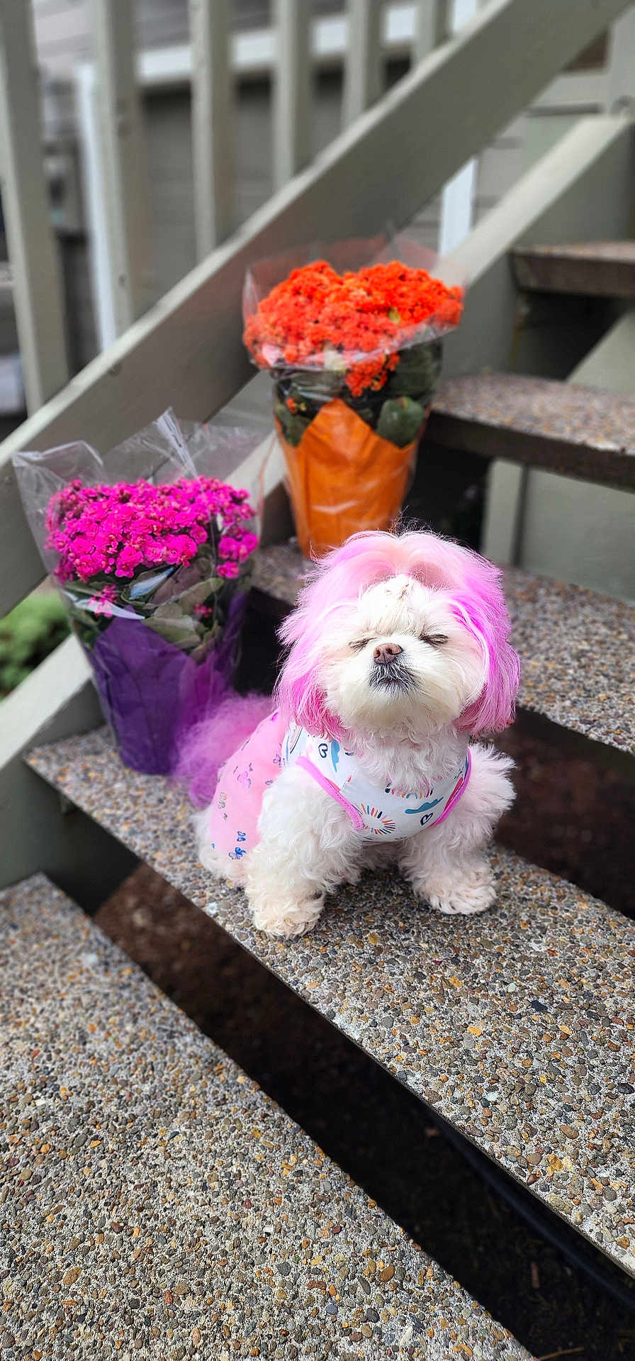 Lumpia joined the competition — help win amazing prizes! dog, pink_hair, outdoor, stairs, flower_bouquet, potted_plants, white_dog, pet_clothing, colorful, purple_wrapping, orange_wrapping, fluffy, small_dog, cute, animal, pet, nature, step, garden, portrait
