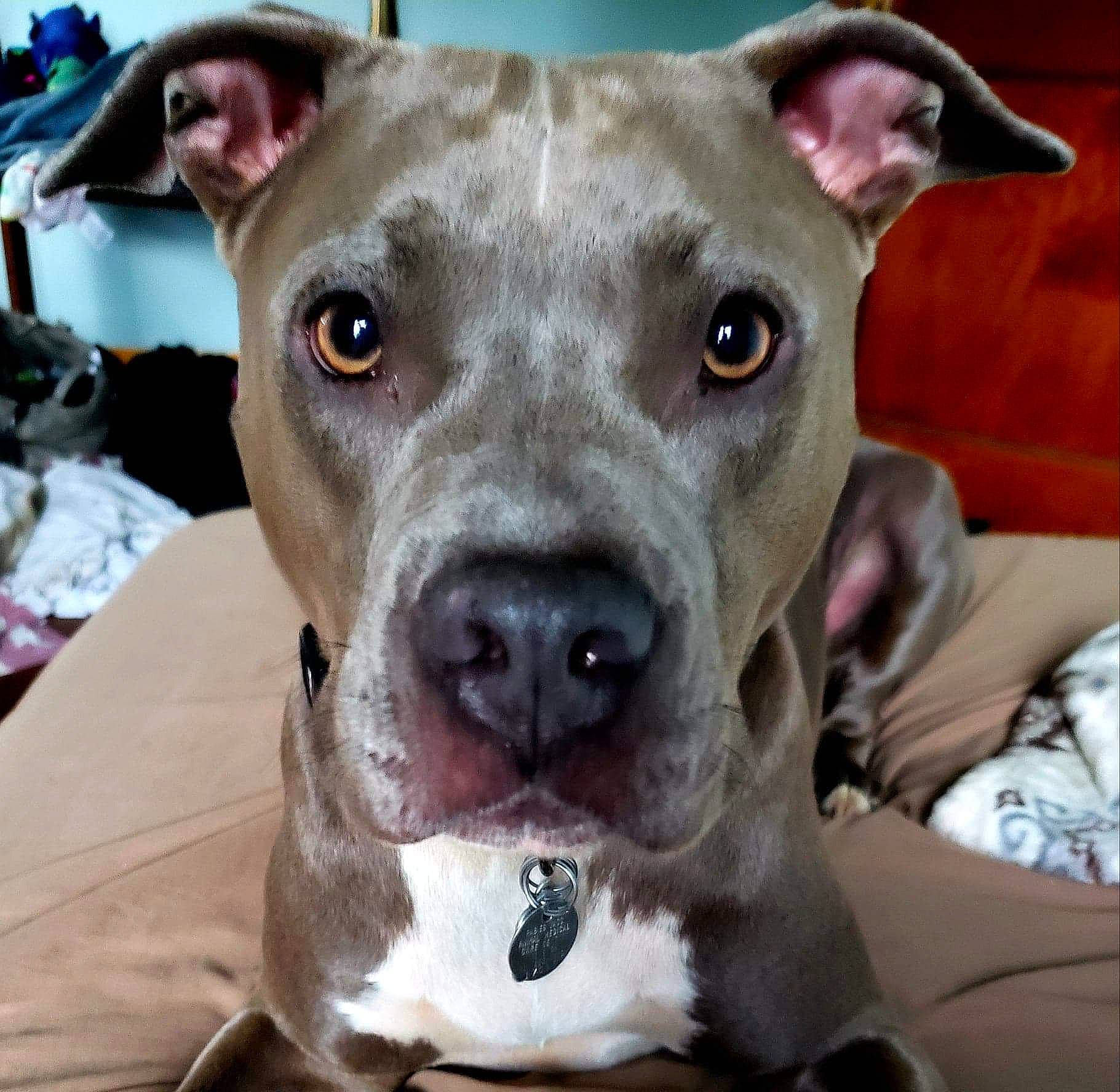 Miss Bella joined the competition — help win amazing prizes! american_pit_bull_terrier, american_staffordshire_terrier, canidae, carnivore, catahoula_bulldog, dog, dog_breed, ear, fawn, mammal, non_sporting_group, nose, pit_bull, rare_breed_dog, snout, staffordshire_bull_terrier, vertebrate, whiskers