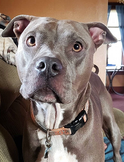 Miss Bella is registered to the contest to win money with this photo: american_pit_bull_terrier, american_staffordshire_terrier, bully_kutta, canidae, carnivore, cordoba_fighting_dog, dog, dog_breed, ear, fawn, mammal, molosser, non_sporting_group, pit_bull, rare_breed_dog, snout, sporting_group, staffordshire_bull_terrier, vertebrate, whiskers