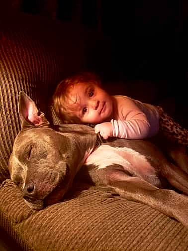 Miss Bella is registered to the contest to win money with this photo: american_pit_bull_terrier, canidae, carnivore, cat, companion_dog, dog, dog_breed, fawn, felidae, french_bulldog, fur, nap, non_sporting_group, pit_bull, puppy, sporting_group