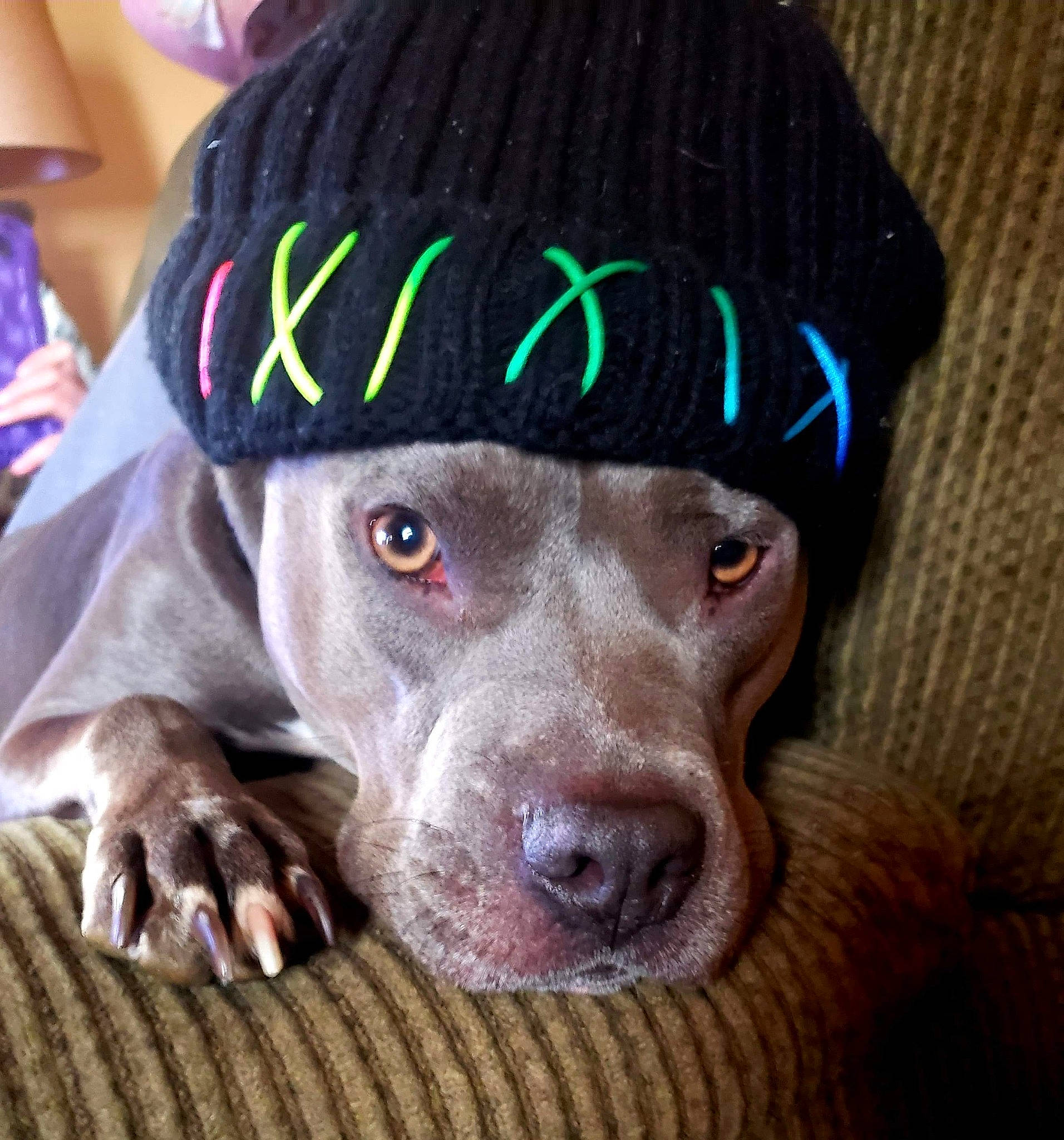 Miss Bella is registered to the contest to win money with this photo: beanie, canidae, cap, carnivore, dog, dog_breed, ear, headgear, non_sporting_group, nose, pit_bull, pointer, pointing_breed, puppy, snout, sporting_group, vizsla, weimaraner