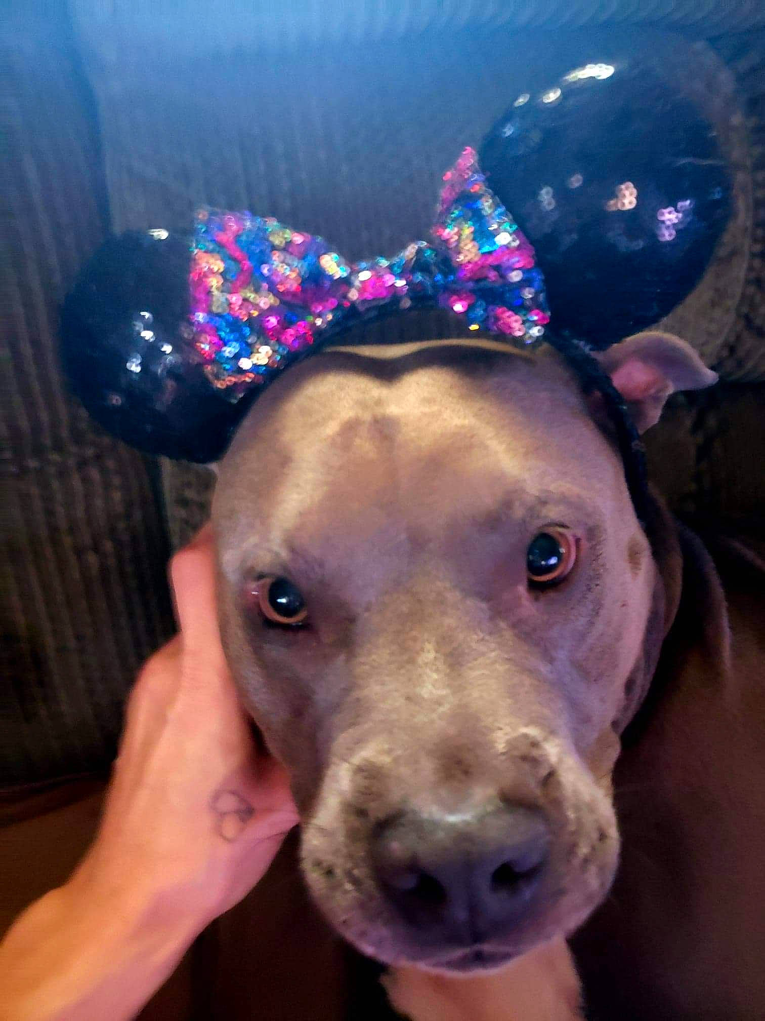 Miss Bella is registered to the contest to win money with this photo: american_pit_bull_terrier, american_staffordshire_terrier, canidae, carnivore, dog, dog_breed, dog_collar, ear, fawn, head, non_sporting_group, nose, pit_bull, snout, sporting_group, weimaraner, whiskers