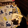 Toast is registered to the contest to win money with this photo: cat, black_and_white_cat, sleeping, lying_down, upside_down, pet, animal, whiskers, paws, fur, blanket, fleece, stuffed_animal, toys, couch, indoor, cozy, relaxed, portrait, home_decor