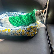 Toast joined the competition — help win amazing prizes! cat, kitten, pet, animal, sleeping, costume, dragon_costume, green, white, car, car_seat, pet_bed, blanket, lemon_pattern, indoor, cozy, resting, cute, fur, sunlight
