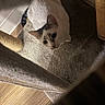 Toast is registered to the contest to win money with this photo: cat, white_cat, tabby markings, pet, animal, feline, cat_tree, scratching_post, carpet, indoor, home, cozy, sunlight, portrait, closeup, lying_down, curious, blue_eyes, whiskers, playful