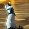 cat, feline, white_cat, gray_cat, harness, blue_harness, sitting, back_view, tail, curled_tail, ears, fur, wooden_floor, indoor, home, pet, animal, portrait, warm_lighting, domestic_cat