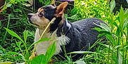 Archie is registered to the contest to win money with this photo: alert, animal, closeup, dog, domestic_animal, ears, fur, garden, grass, greenery, laying, leaf, mammal, nature, outdoor, pet, plants, side_view, small_dog, sunlight